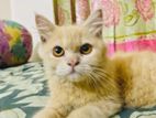 Pure Persian Cat