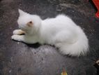 pure Persian cat