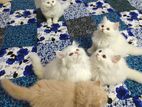 Pure Persian cat