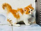 Pure persian cat