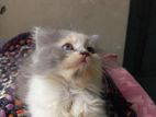 pure Persian cat