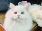 Pure Persian cat