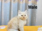 Pure Persian Cat sell