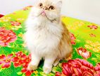 pure persian cat