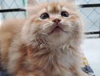 Pure Persian Cat