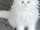 Pure Persian cat