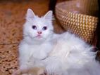 Pure persian cat