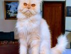 Pure Persian Cat