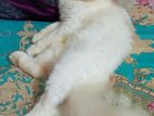 Pure Persian Cat