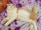 Pure Persian Cat for sale