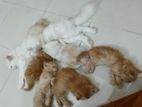 Pure Persian Cat For Sale