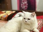 Pure persian cat for sale