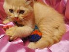 Pure Persian Cat