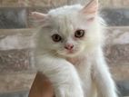 Pure Persian Cat