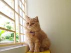 Pure Persian Cat