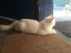 Pure Persian Cat