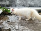 Pure Persian Cat