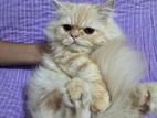 Pure Persian Cat