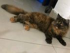 Pure Persian Cat