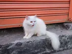 Pure Persian Cat