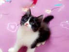 Pure Persian cat for sell