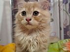 Pure Persian Cat sell