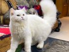 Pure Persian Cat