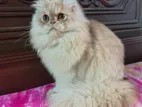 Pure Persian Cat