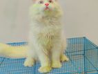 Pure Persian Cat