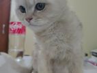 Pure Persian Cat