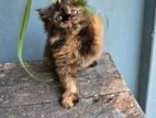 Pure persian cat