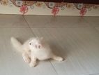 Pure Persian Cat