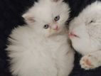 Pure persian cat