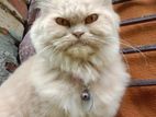 pure persian cat