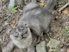 Pure Persian Cat