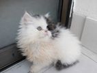 Pure Persian Cat
