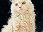 pure persian cat