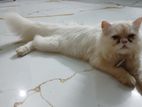 pure Persian cat