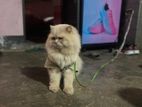 pure Persian cat