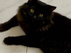 Pure Persian Cat