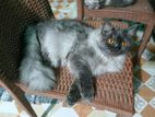 Pure Persian Cat