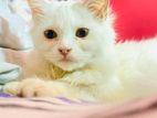 Pure persian cat for sell