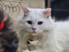 pure persian cat for sell