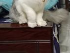 pure persian cat for sell