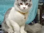 pure persian cat for sell