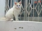 Pure persian cat for sell