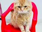 Pure Persian cat (ginger colour)