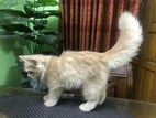 Pure Persian Cat Kitten