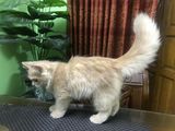 Pure Persian Cat Kitten