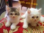 Pure Persian cat (kitten)